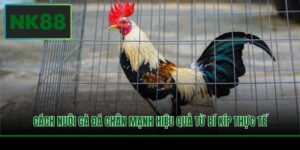 cach nuoi ga da chan manh hieu qua tu bi kip thuc te
