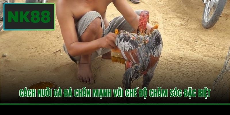 Cách nuôi gà đá chân mạnh với chế độ chăm sóc đặc biệt