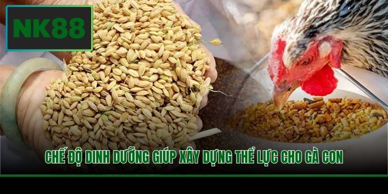 Chế độ dinh dưỡng giúp xây dựng thể lực cho gà con
