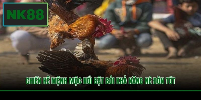 Chiến kê mệnh Mộc nổi bật bởi khả năng né đòn tốt