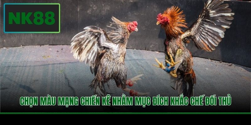 Chọn màu mạng chiến kê nhằm mục đích khắc chế đối thủ