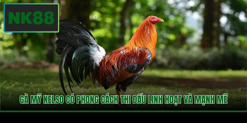Gà Mỹ Kelso có phong cách thi đấu linh hoạt và mạnh mẽ