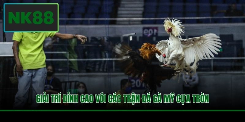 Giải trí đỉnh cao với các trận đá gà Mỹ cựa tròn