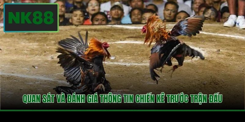 Quan sát và đánh giá thông tin chiến kê trước trận đấu