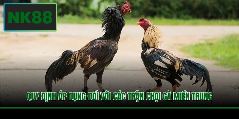 Quy định áp dụng đối với các trận chọi gà miền Trung