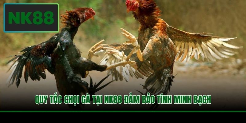 Quy tắc chọi gà tại NK88 đảm bảo tính minh bạch