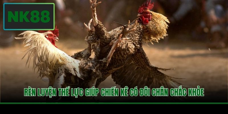 Rèn luyện thể lực giúp chiến kê có đôi chân chắc khỏe