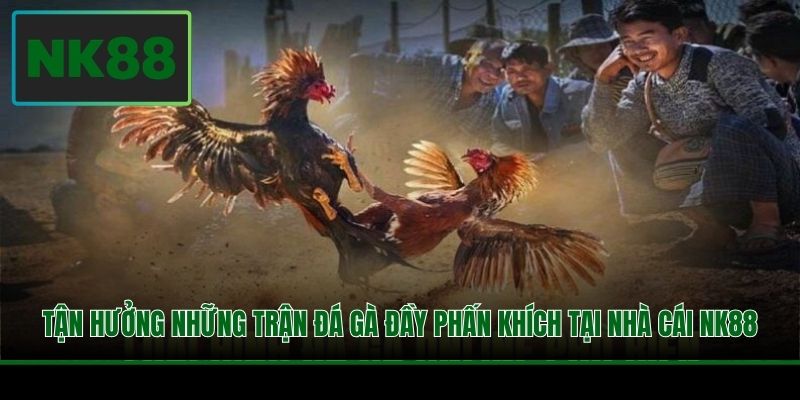 Tận hưởng những trận đá gà đầy phấn khích tại nhà cái NK88