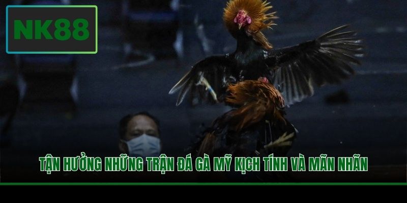 Tận hưởng những trận đá gà Mỹ kịch tính và mãn nhãn